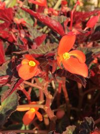 Close-up of red flowers