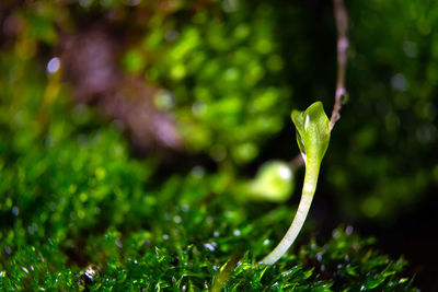 Close-up of plant growing on field