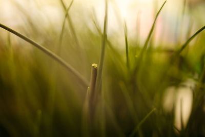 Close-up of grass growing on field