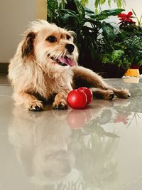 Portrait of dog sticking out tongue