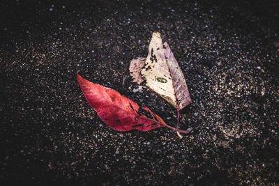 Close-up of leaf in water