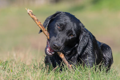 Portrait of a wet black labrador puppy playing with a stick