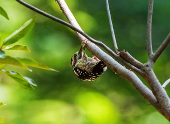 Close-up of a bird on branch