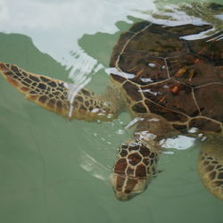 Close-up of turtle swimming in sea