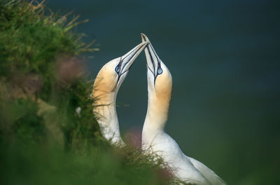 Close-up of gannets by plants on land