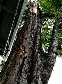 Low angle view of ivy growing on tree