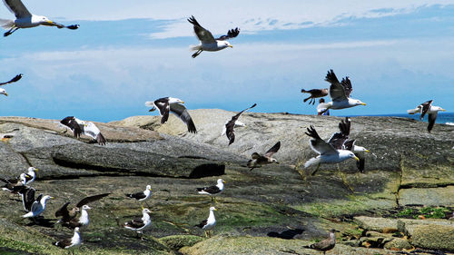 Flock of birds flying in the sky