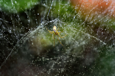 spider web
