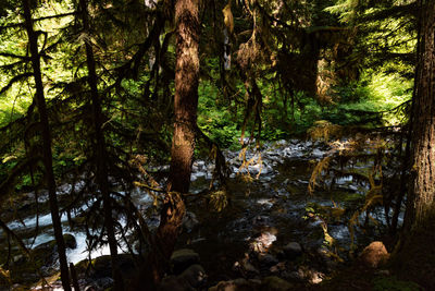 Trees growing in forest