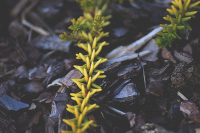 Close-up of plants