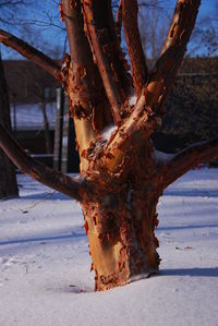 Close-up of tree trunk during winter