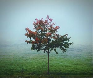 Tree on field against clear sky