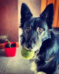 Portrait of dog with tennis ball in mouth