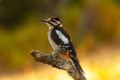 Close-up of bird perching on branch