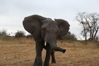 Elephant standing on field against sky