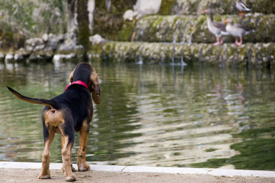 Rear view of dog standing by lake