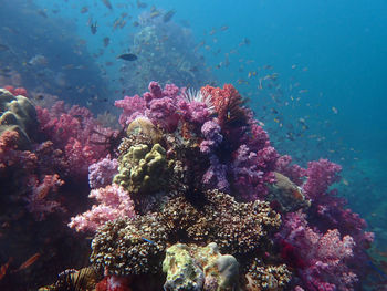 View of coral in sea