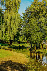 Scenic view of lake with trees in park