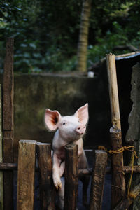 Pig standing by wooden fence