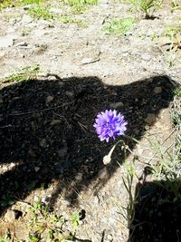 Close-up of purple flower