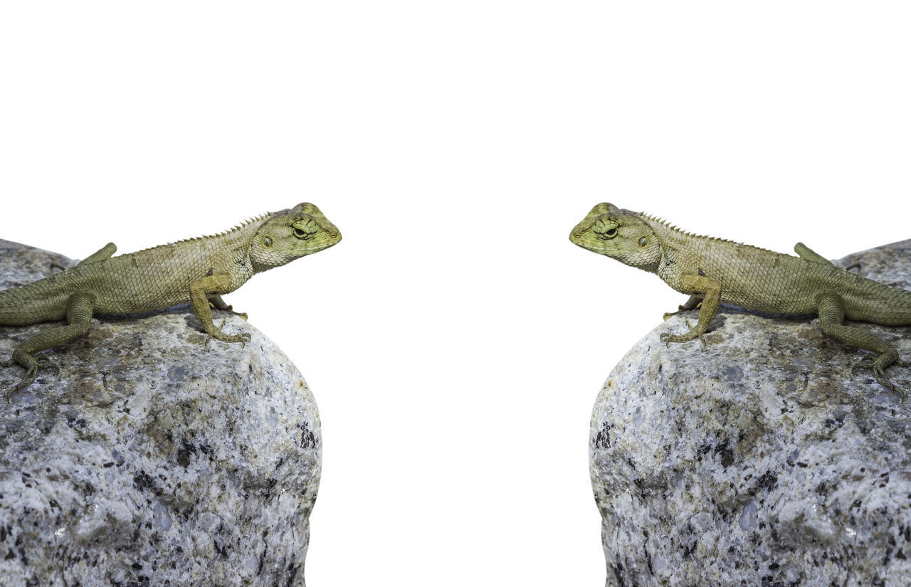 CLOSE-UP OF A LIZARD ON ROCK