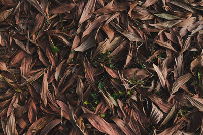 Full frame shot of dried plant