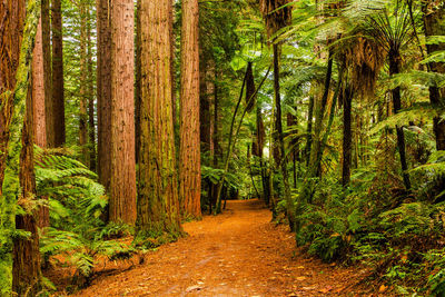 Footpath amidst trees in forest