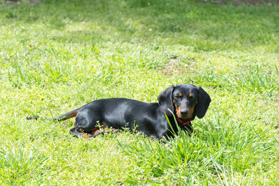 Black dog on field