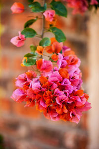 Close-up of pink flowering plant