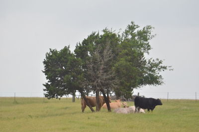 Horses in a field