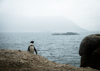 Penguin on rock in sea against sky