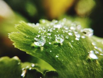 Close-up of raindrops on leaves