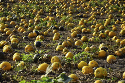 Full frame shot of pumpkins