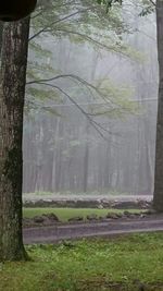 Reflection of trees in water