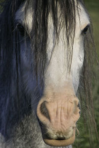 Close-up of horse's face with a long fringe of hair