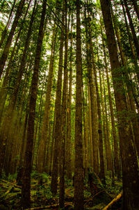 Trees in forest