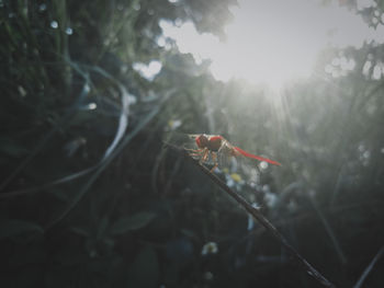 Close-up of red flowering plant