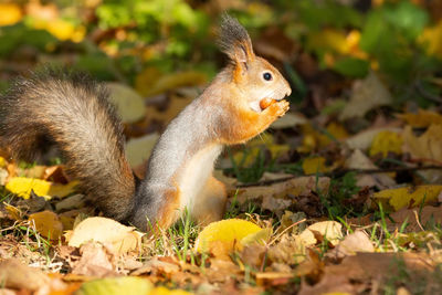 Close-up of squirrel on land