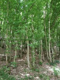 View of trees in forest