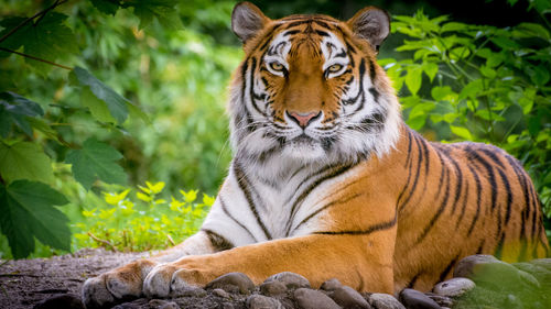 View of a tiger