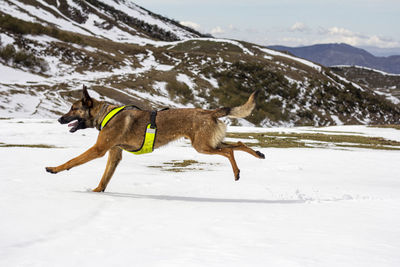 Malinois dog with yellow harness running through the snow in the park of las ubiñas- la mesa