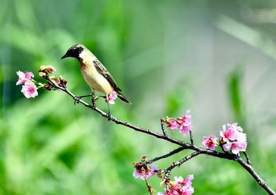 Bird perching on flower