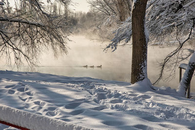 Bare tree on snow covered landscape