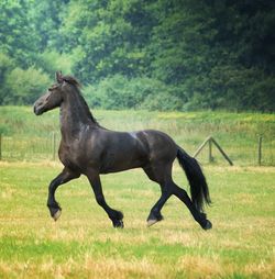 Horse grazing on field