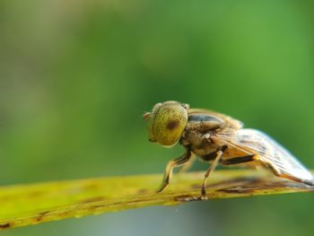 Close-up of insect on leaf