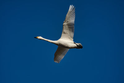 Low angle view of seagull flying in sky