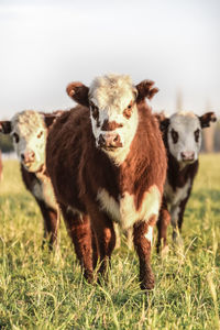 Sheep standing on field