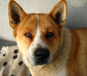 Close-up portrait of dog