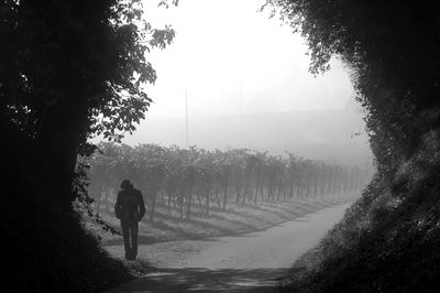 Rear view of man walking at vineyard during foggy weather