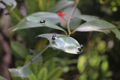 Close-up of ladybug on plant